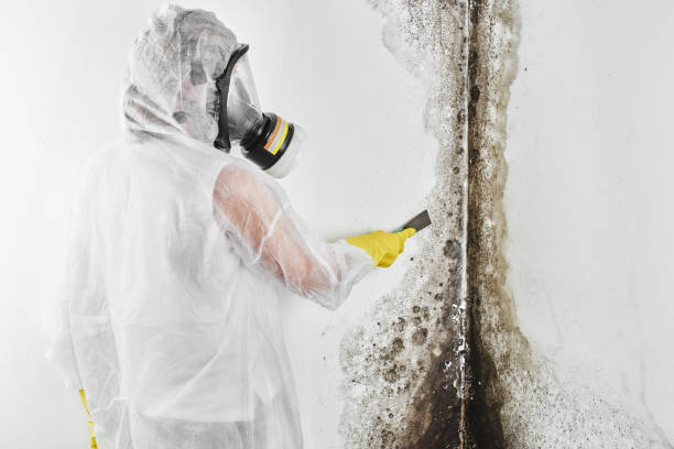 Best Commercial Mold Removal  in Aho Falls, ID