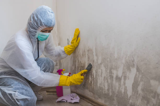 Best Mold Removal Company Near Me  in Aho Falls, ID