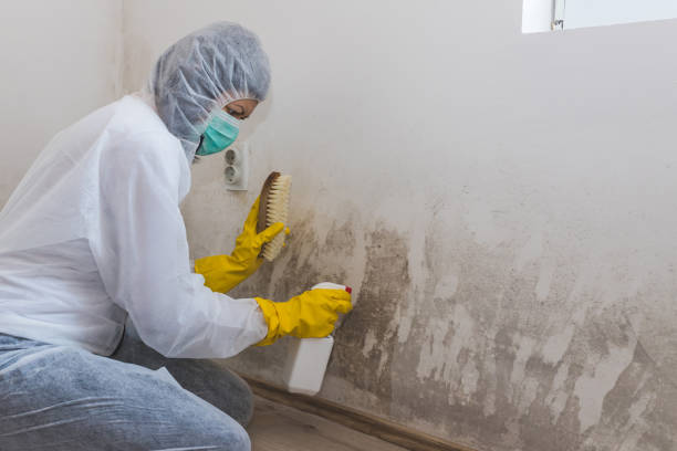 Certified Mold Removal in Idaho Falls, ID
