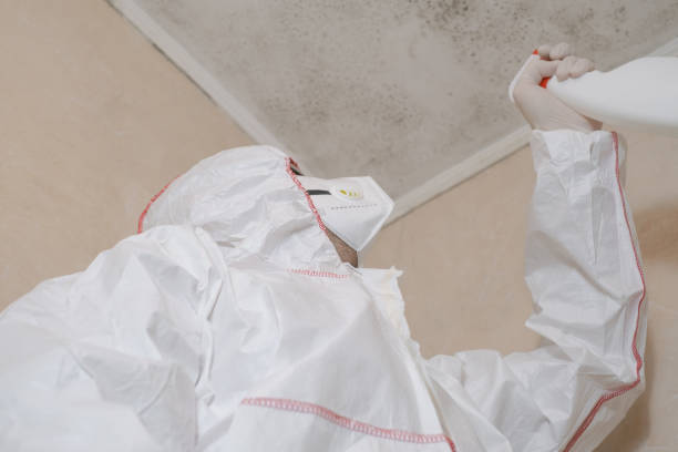 Best Black Mold Removal  in Aho Falls, ID