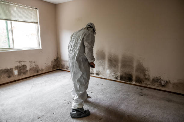 Best Mold Damage Repair  in Aho Falls, ID