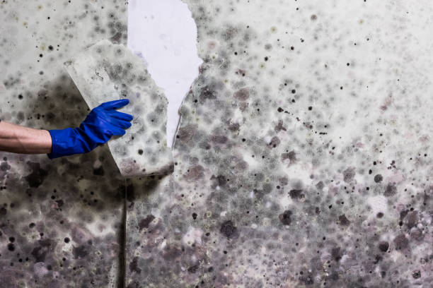 Best Crawl Space Mold Removal  in Aho Falls, ID