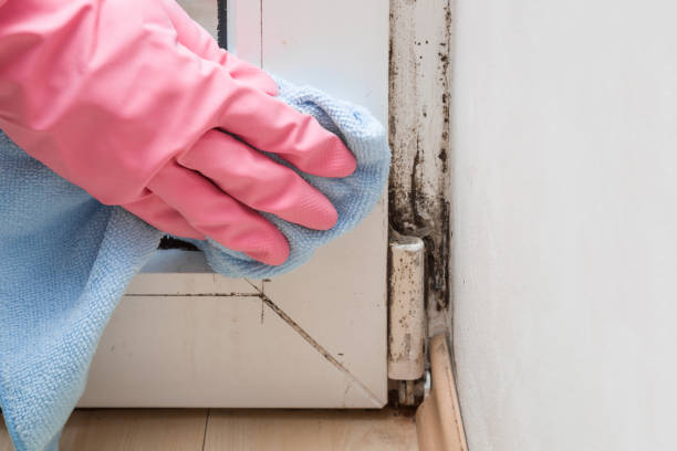 Best Mold Cleaning Services  in Aho Falls, ID