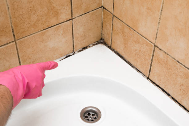 Best Professional Mold Removal  in Aho Falls, ID